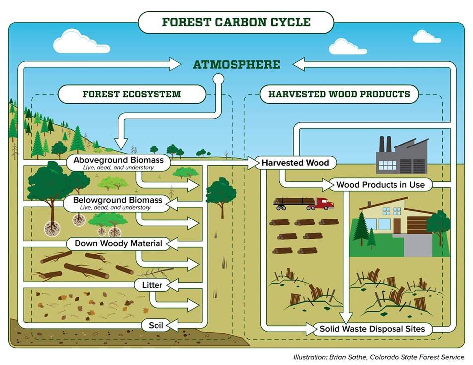 Colorado forests are releasing more carbon than they capture ...